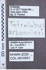 Etikette zu Tetralobus arbonnieri (NHMW-ZOO-COL-0010551)